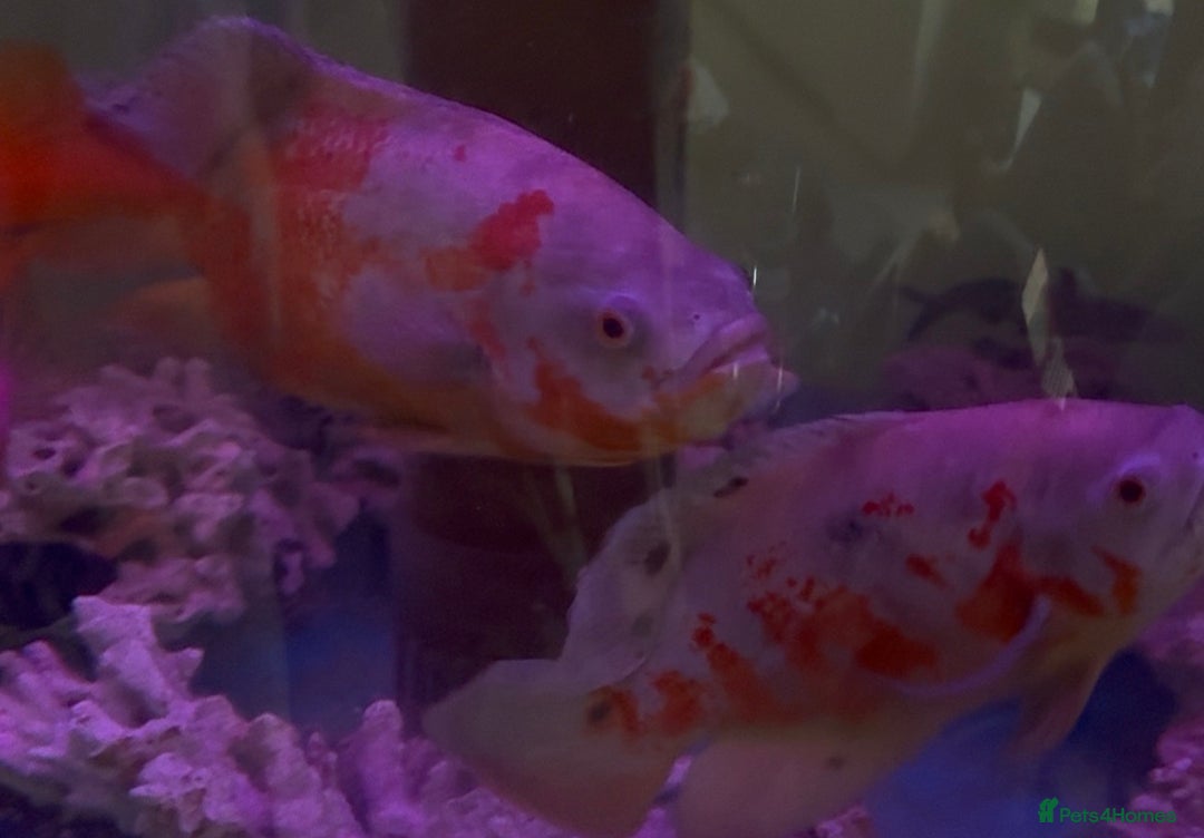 Cichlids fish for sale: Albino Tiger Oscar  - Advert 2