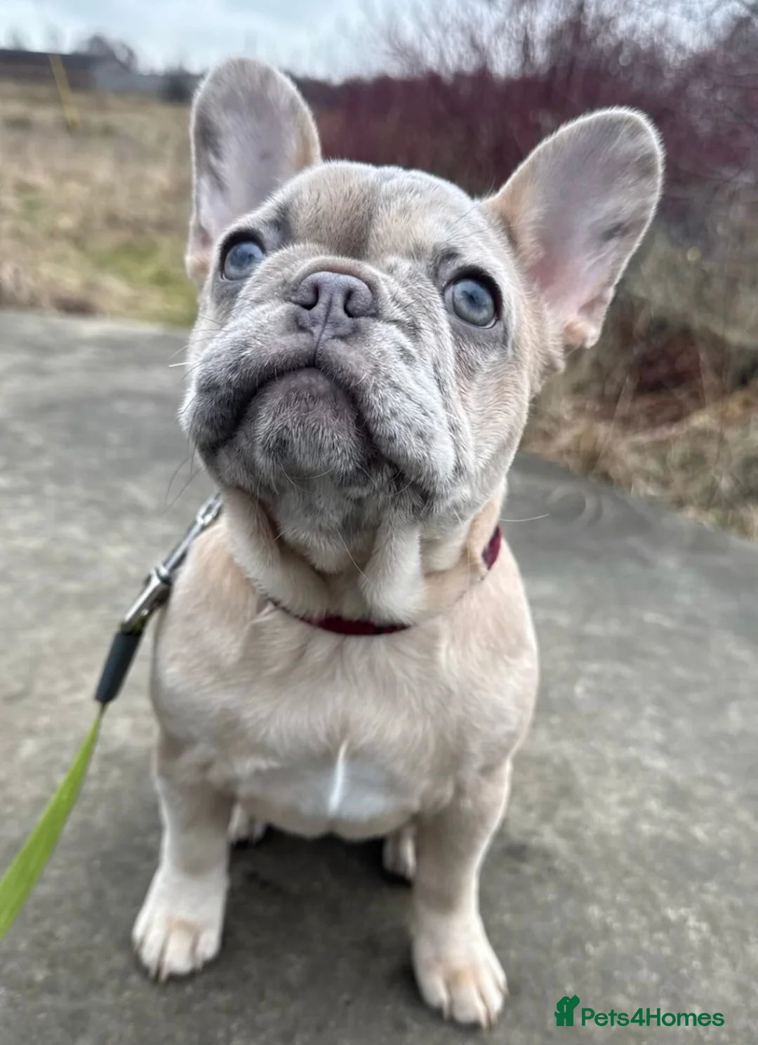 French Bulldog dogs for sale: 1 GIRL REMAINING FROM LITTER OF 5 FRENCH BULLDOGS  - Advert 1