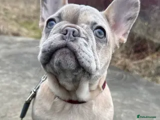 French Bulldog dogs 1 GIRL REMAINING FROM LITTER OF 5 FRENCH BULLDOGS - Advert 20