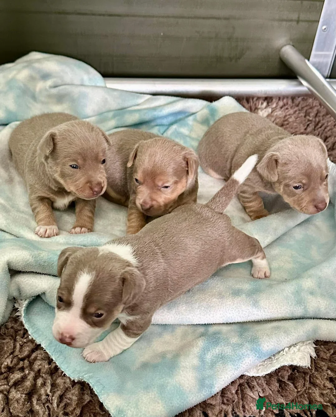 Jack Russell dogs for stud: DONJACKS RANGER - imported lilac & tan stud dog in Doncaster - Advert 26