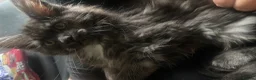 Maine Coon cats for sale: Pretty Maincoon girl  - Advert 2