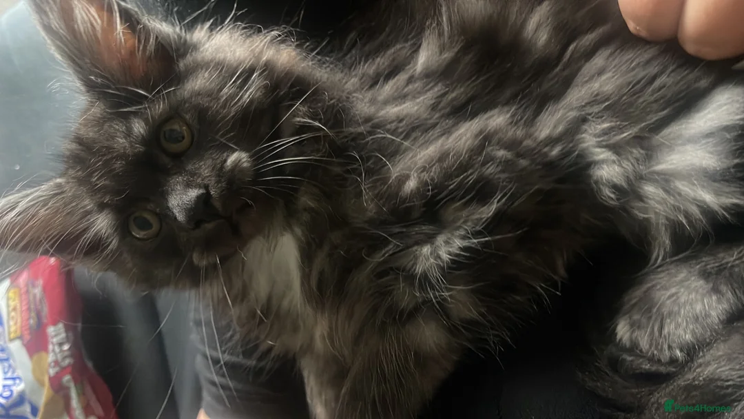 Maine Coon cats for sale: Pretty Maincoon girl  - Advert 2