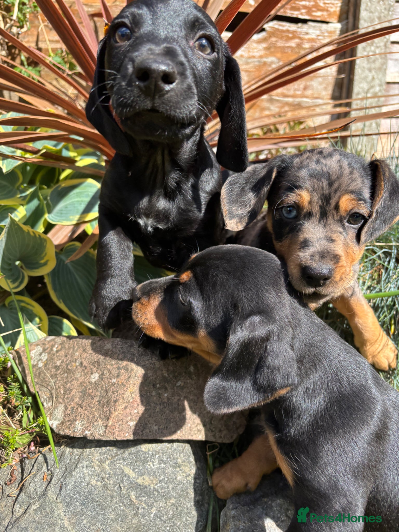 Mixed Breed dogs One boy one girl left 🐶 😍Dachshund cross 😍 - Advert 13