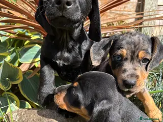 Mixed Breed dogs One boy one girl left 🐶 😍Dachshund cross 😍 - Advert 13