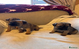 Border Terrier dogs for sale: Border terrier puppies for sale  - Image 22