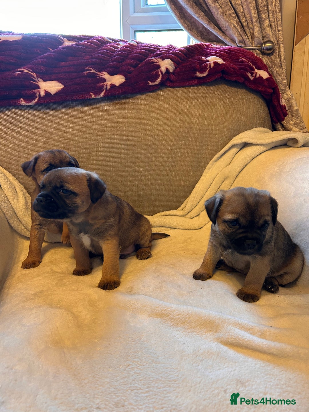 Border Terrier dogs for sale: Border terrier puppies for sale  - Image 22