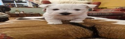 West Highland Terrier dogs for sale: WEST HIGHLAND TERRIER, BITCH PUPPIES X TWO. - Advert 1