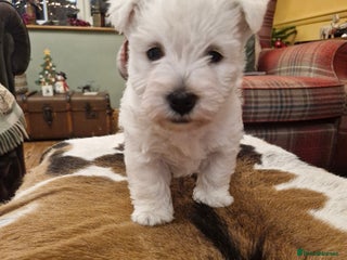 West Highland Terrier dogs WEST HIGHLAND TERRIER, BITCH PUPPIES X TWO. - Advert 7