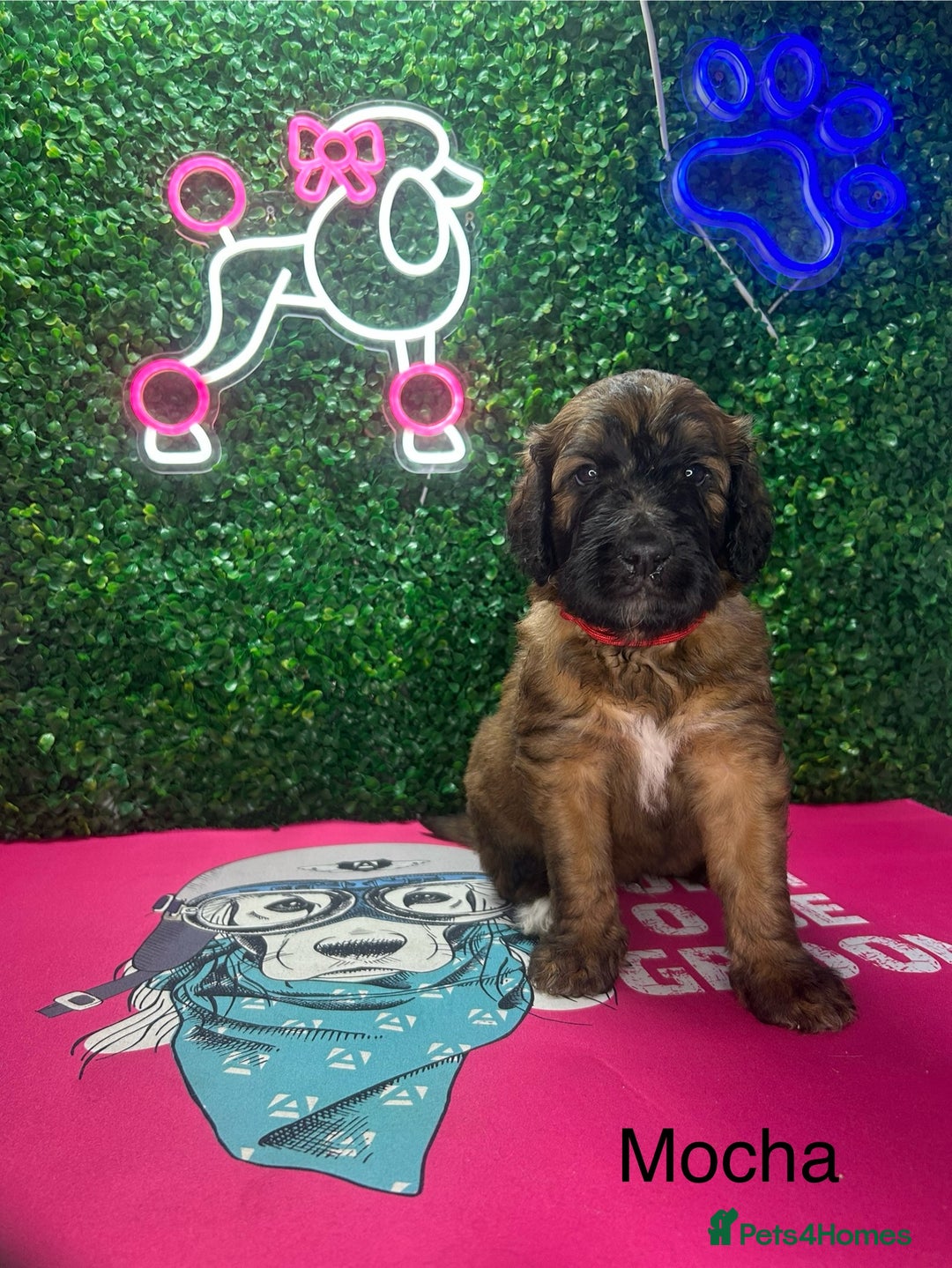 Saint Bernard dogs for sale: F1 St Berdoodle  - Image 3