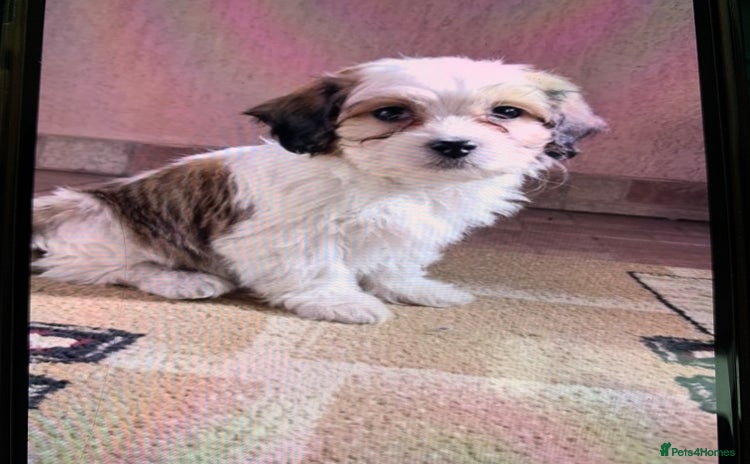 Maltese dogs Maltese - Advert 16