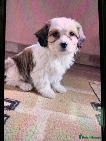 Maltese dogs Maltese - Advert 16