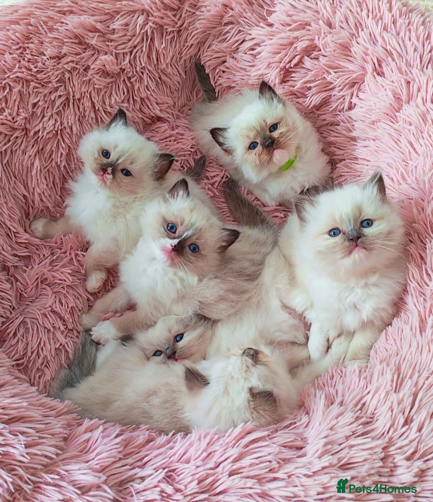 Ragdoll cats Raised with Love, looking for forever homes 🏠❤️ - Advert 15