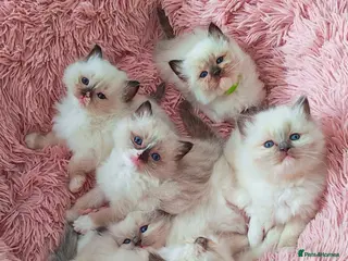 Ragdoll cats Raised with Love, looking for forever homes 🏠❤️ - Advert 15