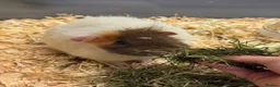 Guinea Pig rodents for sale: Remi the single sow - Advert 3