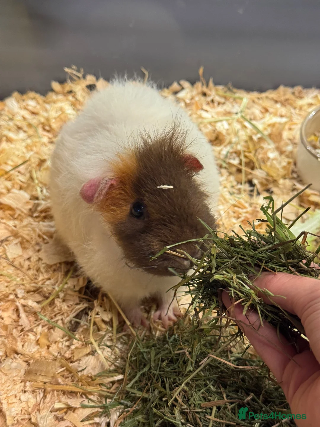 Guinea Pig rodents for sale: Remi the single sow - Advert 3