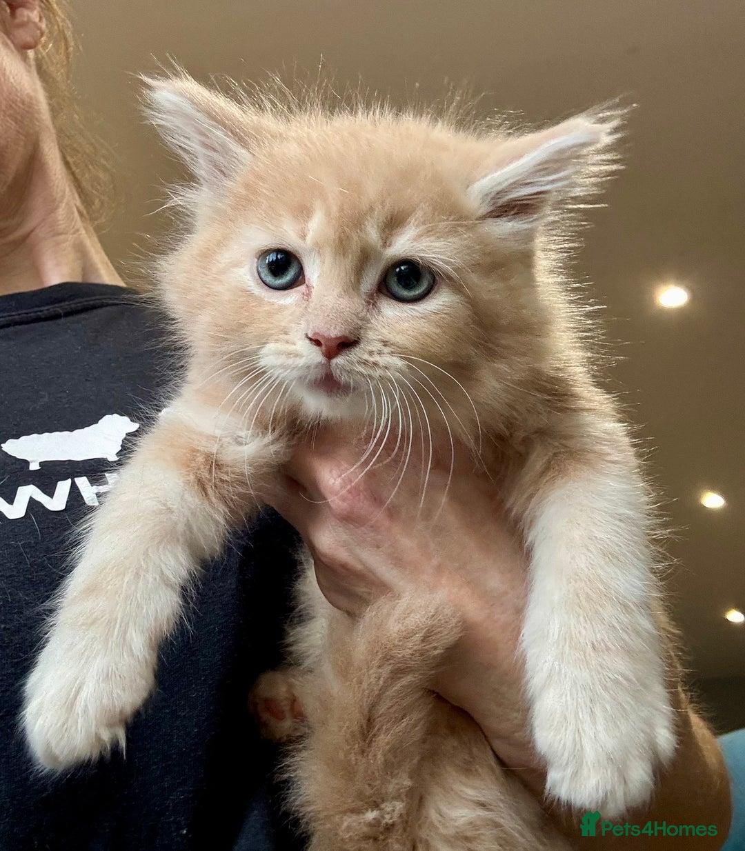 Mixed Breed cats for sale: Maine coon cross persian beatiful kittens  - Advert 6