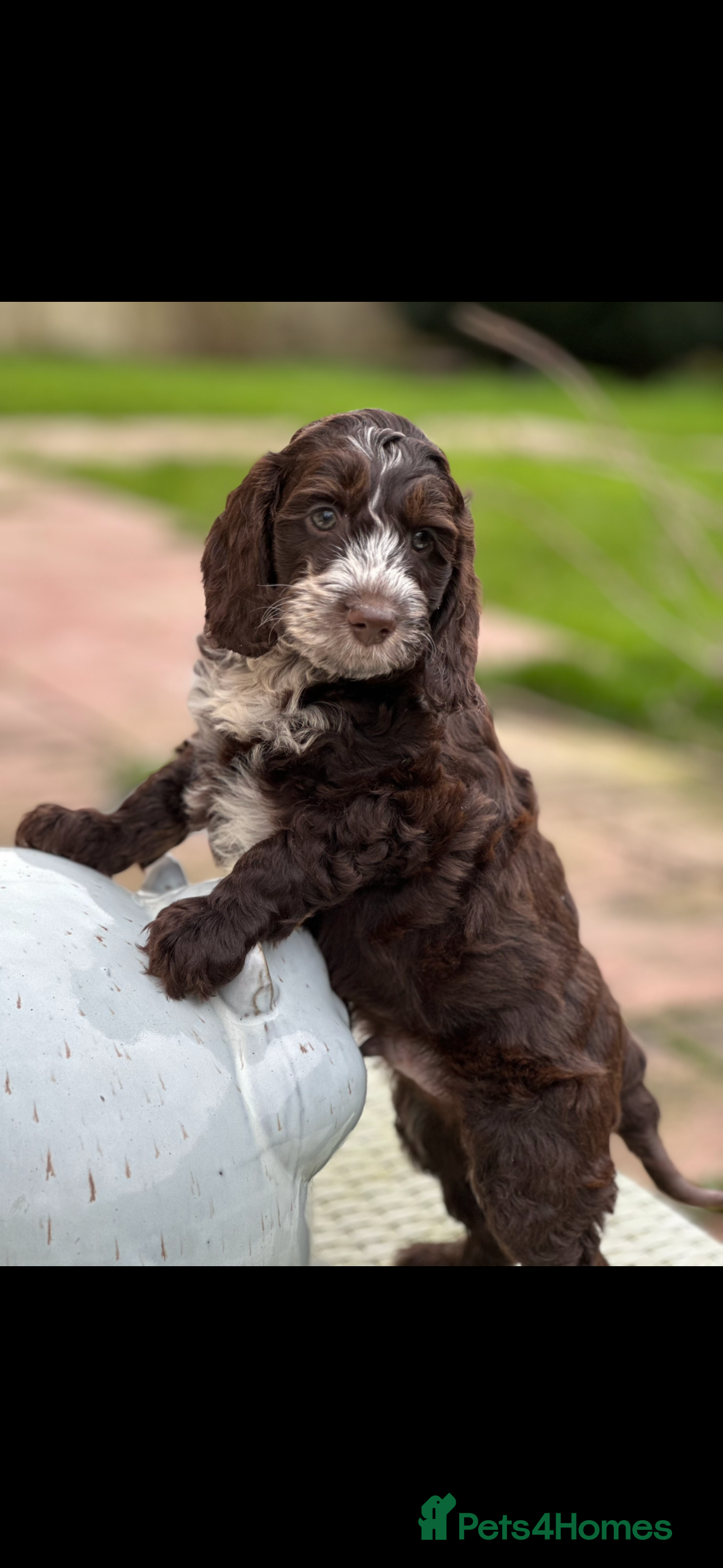 Cockapoo dogs Fabulous F1 cockapoos - Advert 1