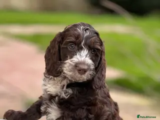 Cockapoo dogs Fabulous F1 cockapoos - Advert 1