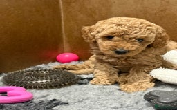 Miniature Poodle dogs for sale: Miniature poodle puppies ready now  - Image 12