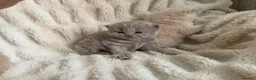 British Longhair cats for sale: Gorgeous GCCF British Longhair lilac  - Advert 2