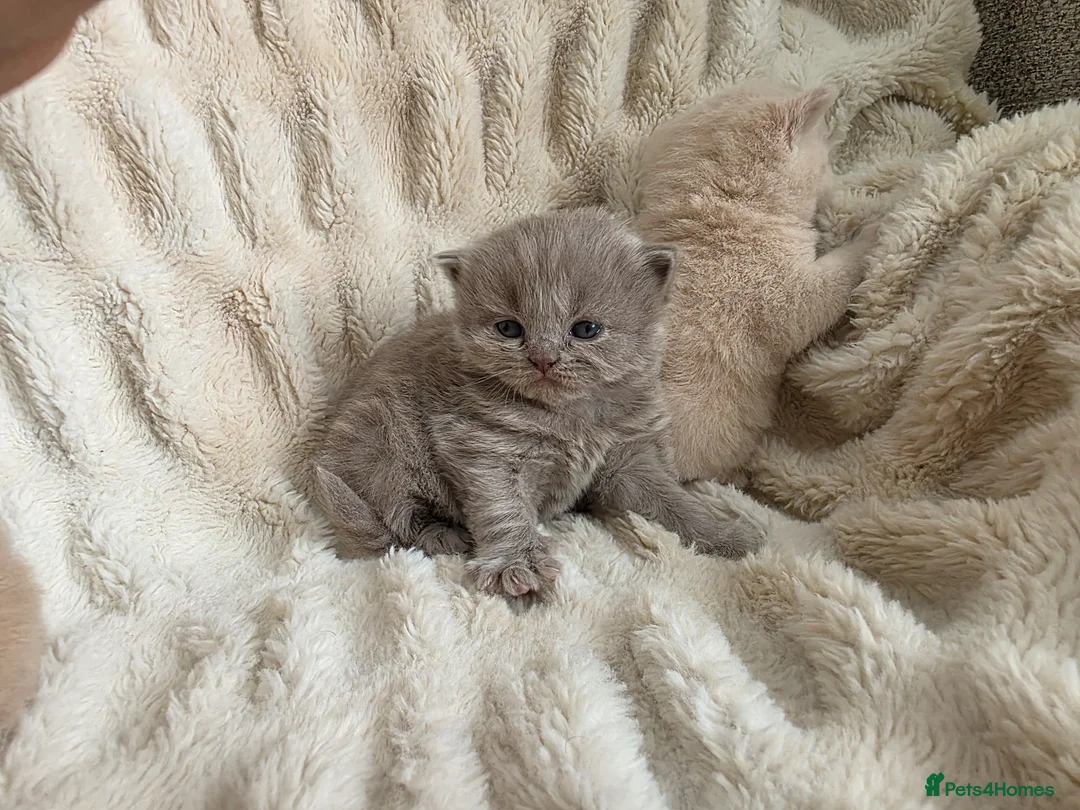 British Longhair cats for sale: Gorgeous GCCF British Longhair lilac  - Advert 2