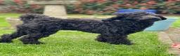 Toy Poodle dogs for sale: Black toy poodle in Manchester - Advert 34