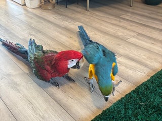 Macaws birds - Advert 31