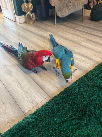 Macaws birds - Advert 17
