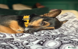 Mixed Breed dogs for sale: Sweetest gentle ball obsessed boy around  - Image 1