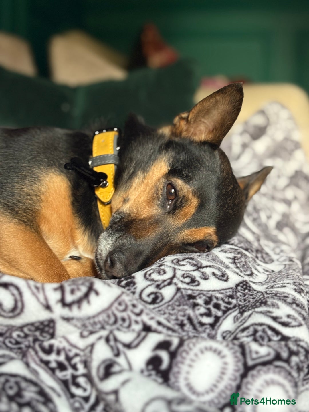 Mixed Breed dogs for sale: Sweetest gentle ball obsessed boy around  - Image 1