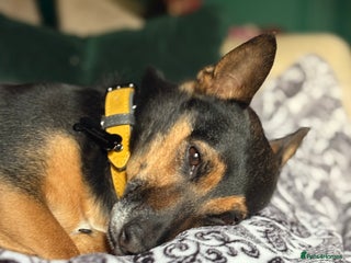 Mixed Breed dogs for sale - Advert 1