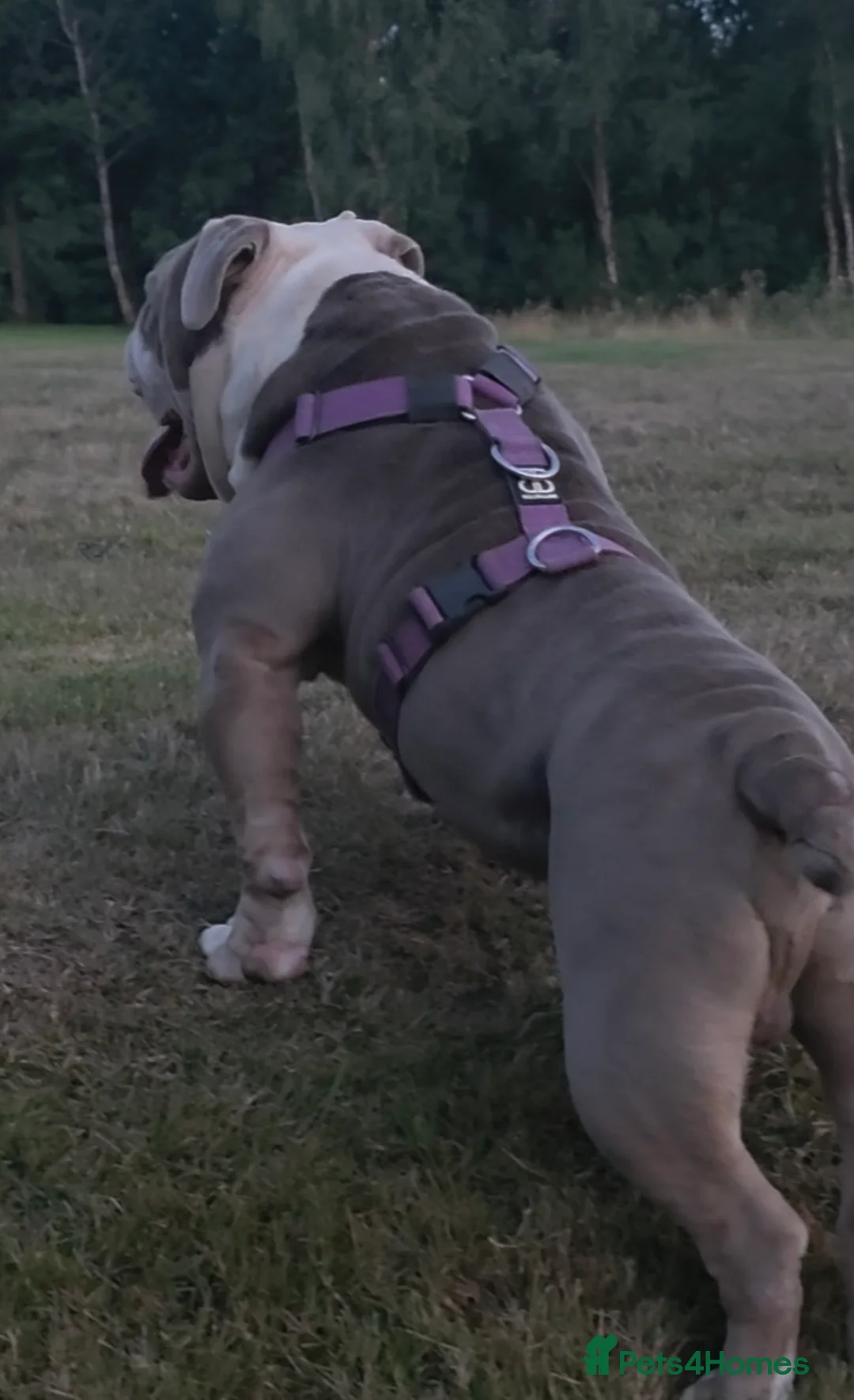 Olde English Bulldogge dogs for sale: Olde english bulldogge  - Advert 6