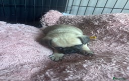 Pug dogs for sale: Pug puppies for sale  - Image 3
