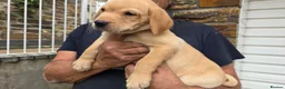 Labrador Retriever dogs for sale:  LAbrador Puppies For Sale - Advert 13