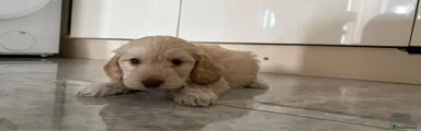 Cockapoo 2