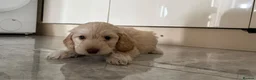 Cockapoo dogs for sale: Cocker poo puppies for sale  in Basildon - Advert 6