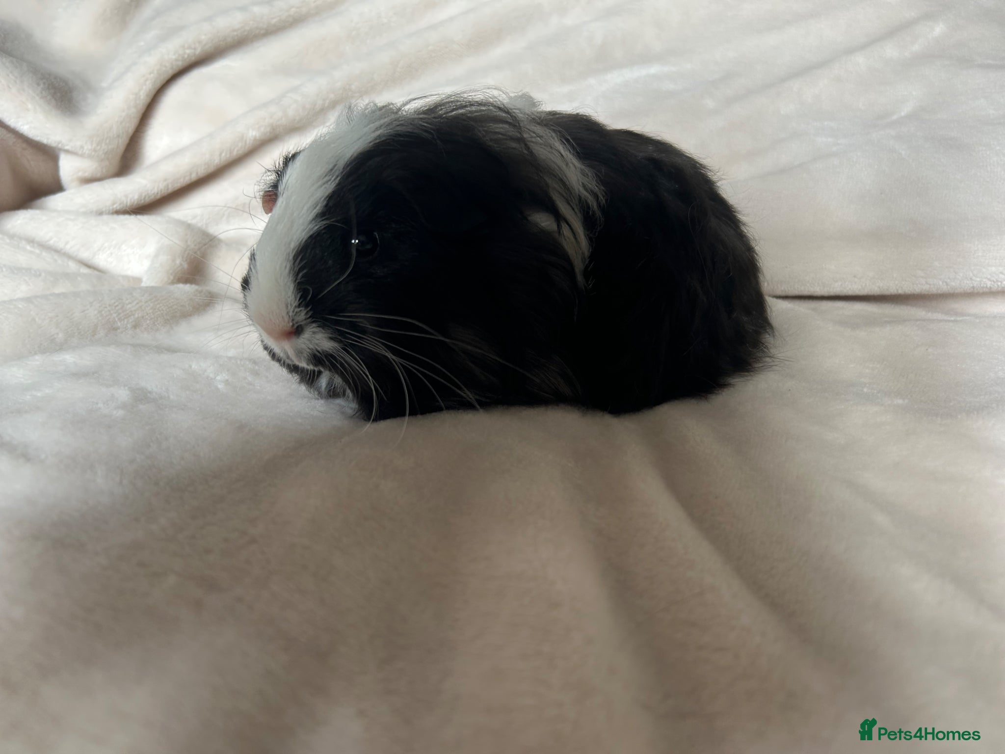 Guinea Pig rodents for sale: Baby Guinea pigs  - Advert 8