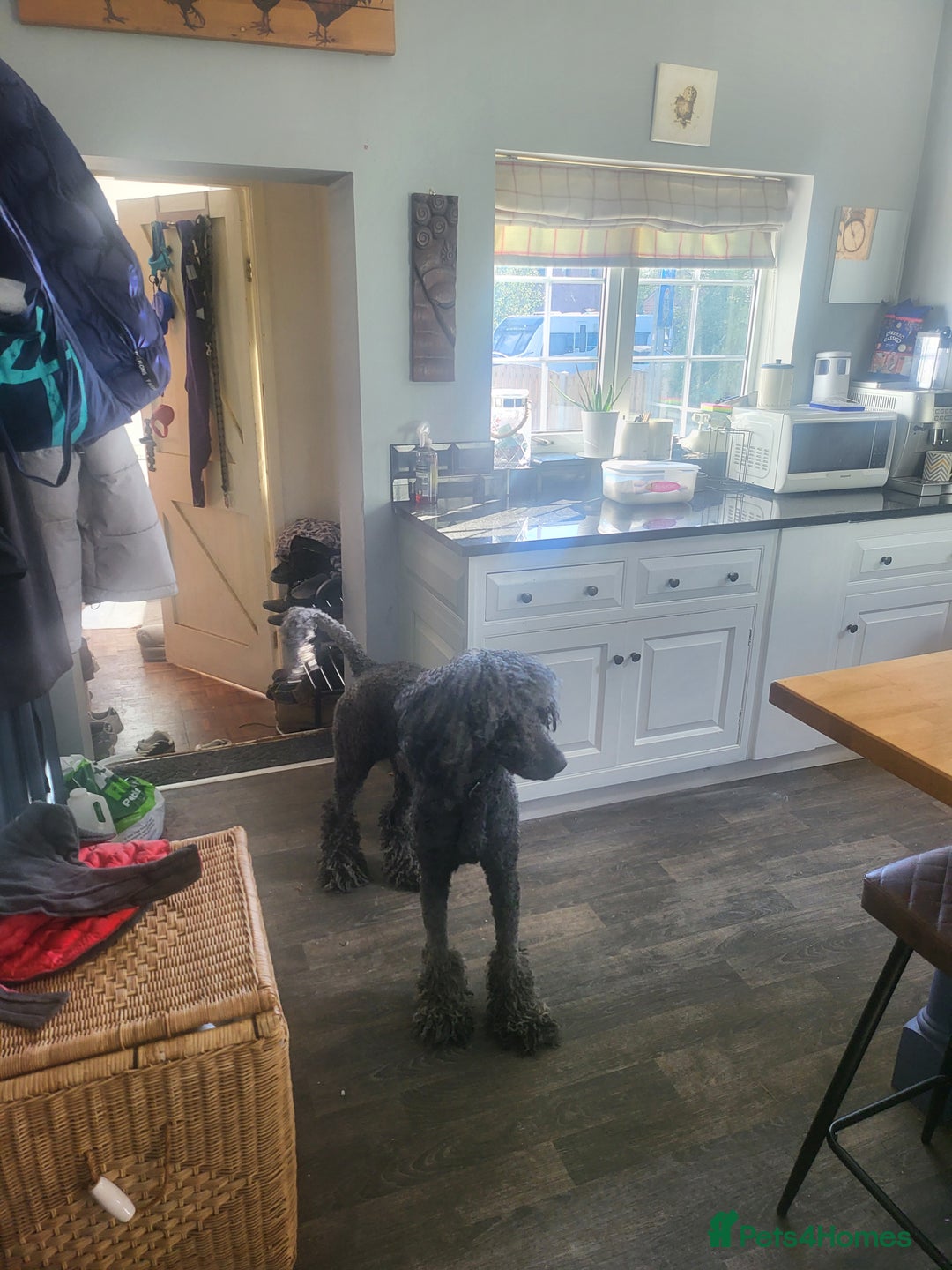 Poodle dogs for stud: Standard poodle  - Image 2