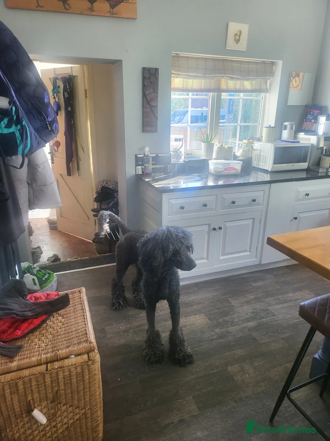 Poodle dogs for stud: Standard poodle  - Advert 2