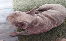 French Bulldog dogs for sale: French bulldog  - Image 3