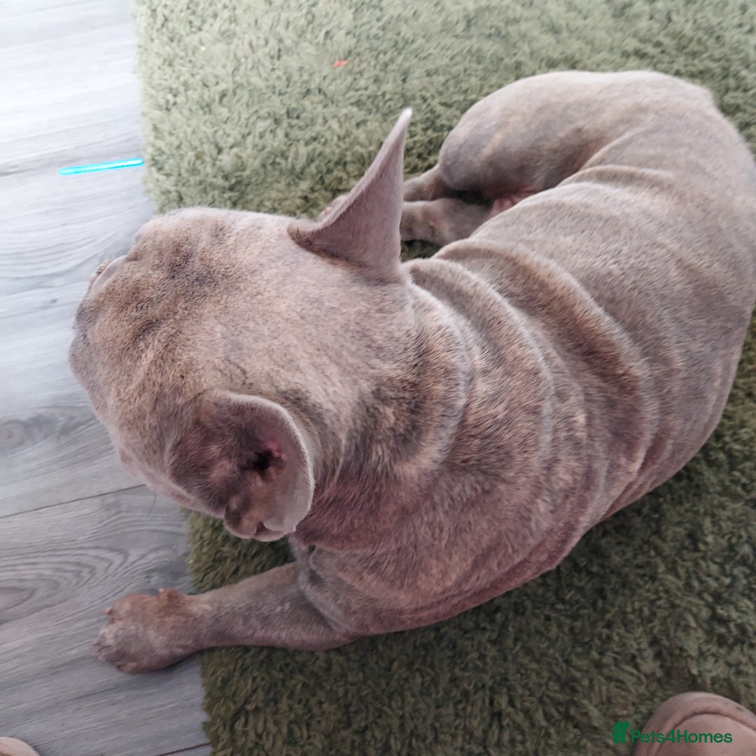 French Bulldog dogs for sale: French bulldog  - Image 3