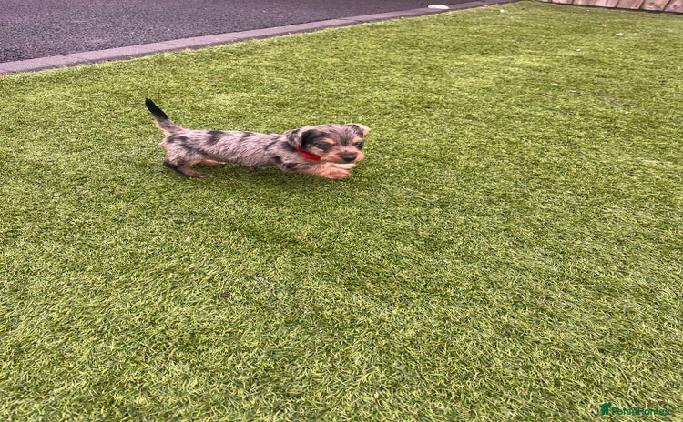 Mixed Breed dogs 5 beautiful jackshund puppies for sale - Advert 1