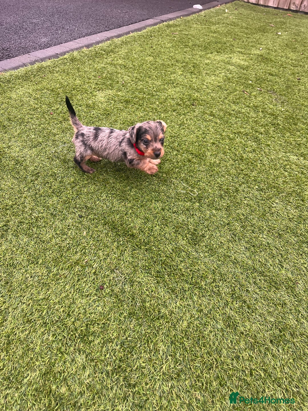 Mixed Breed dogs for sale: 5 beautiful jackshund puppies for sale - Advert 1