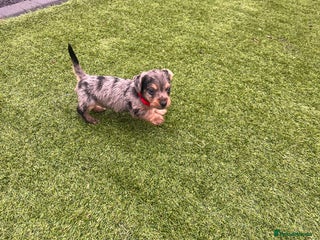 Mixed Breed dogs 5 beautiful jackshund puppies for sale - Advert 10