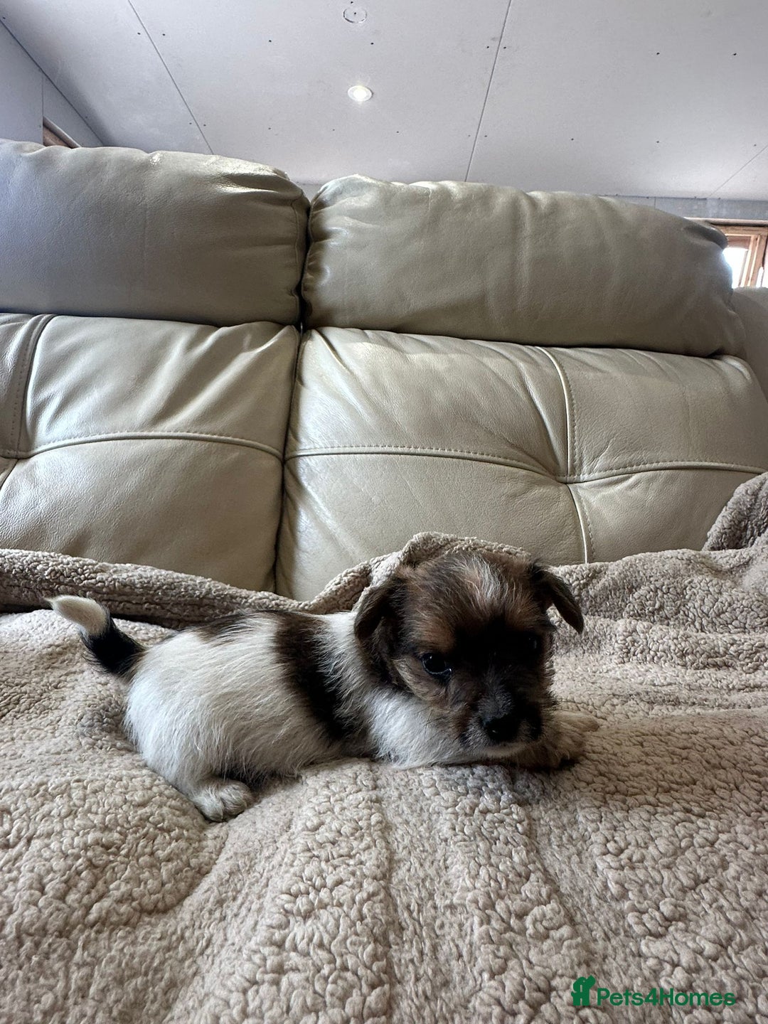 Jack Russell dogs for sale: Jack Russel puppies - Image 5