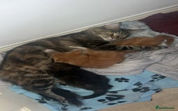 Maine Coon cats for sale: Maine Coon Kittens  - Image 17