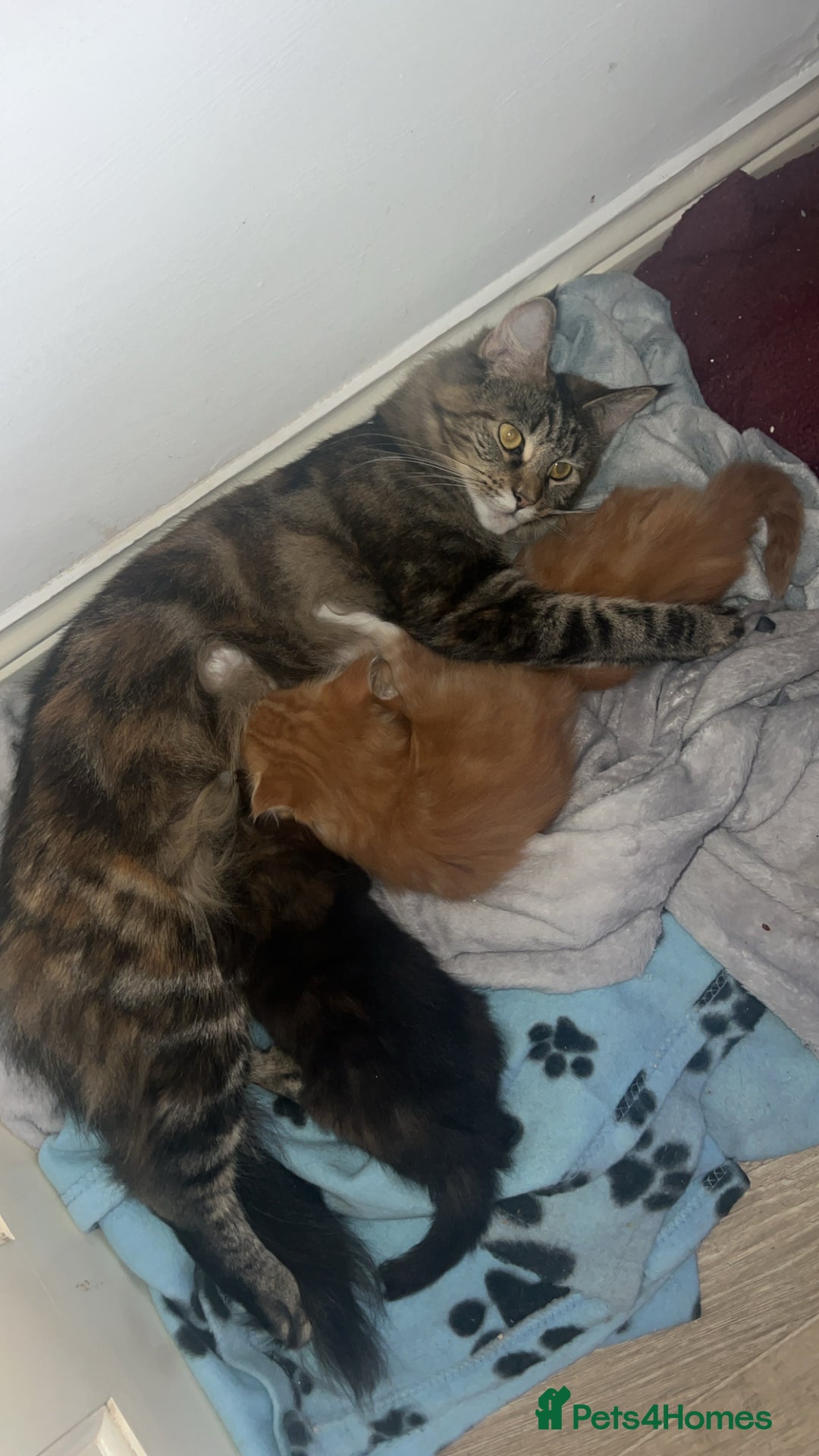 Maine Coon cats for sale: Maine Coon Kittens  - Image 17