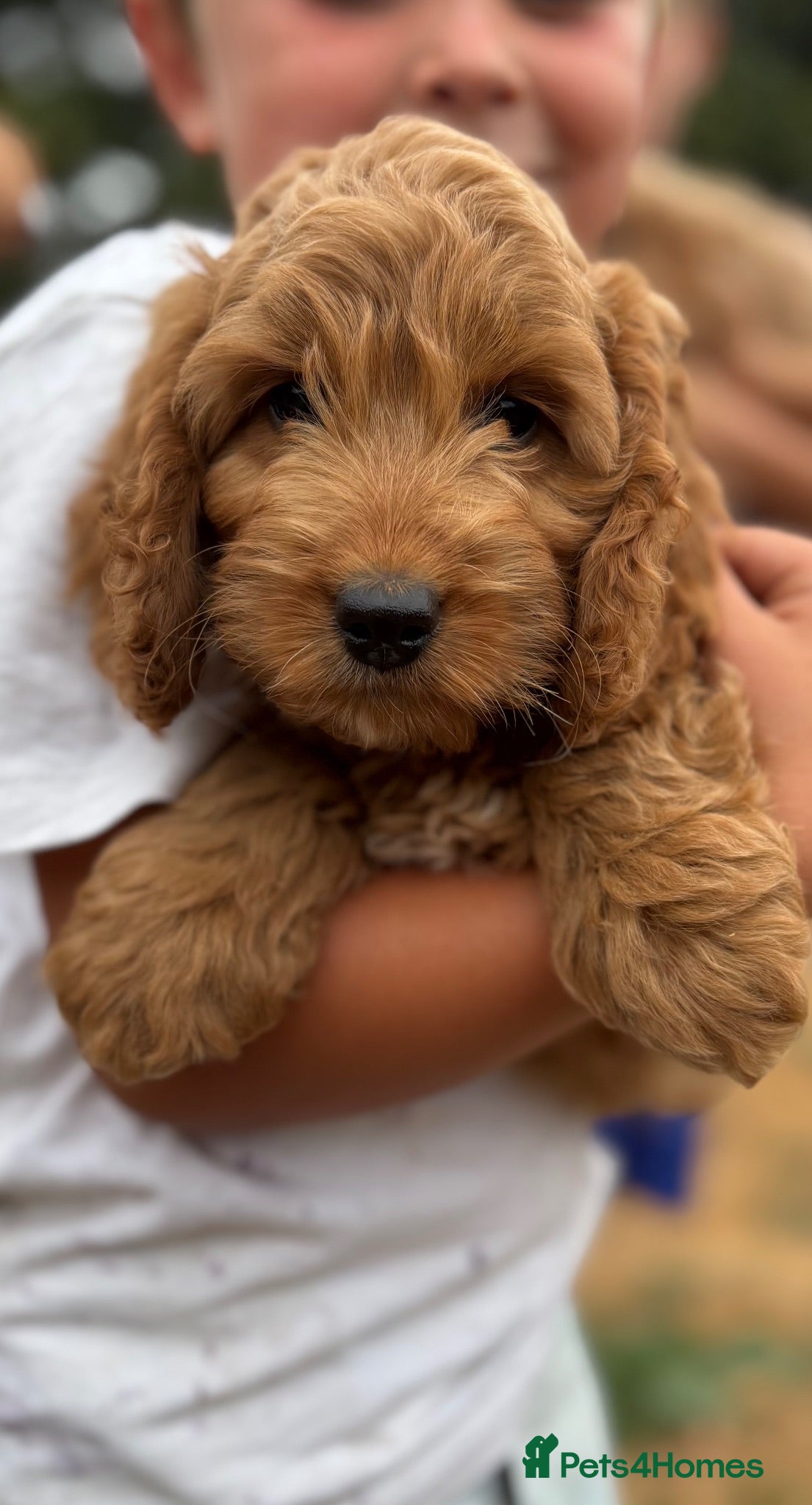 Cockapoo dogs F1 cockapoo puppies - 2 girls only  - Advert 1