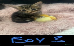 Mixed Breed cats for sale: Tabby and grey kittens  - Image 5