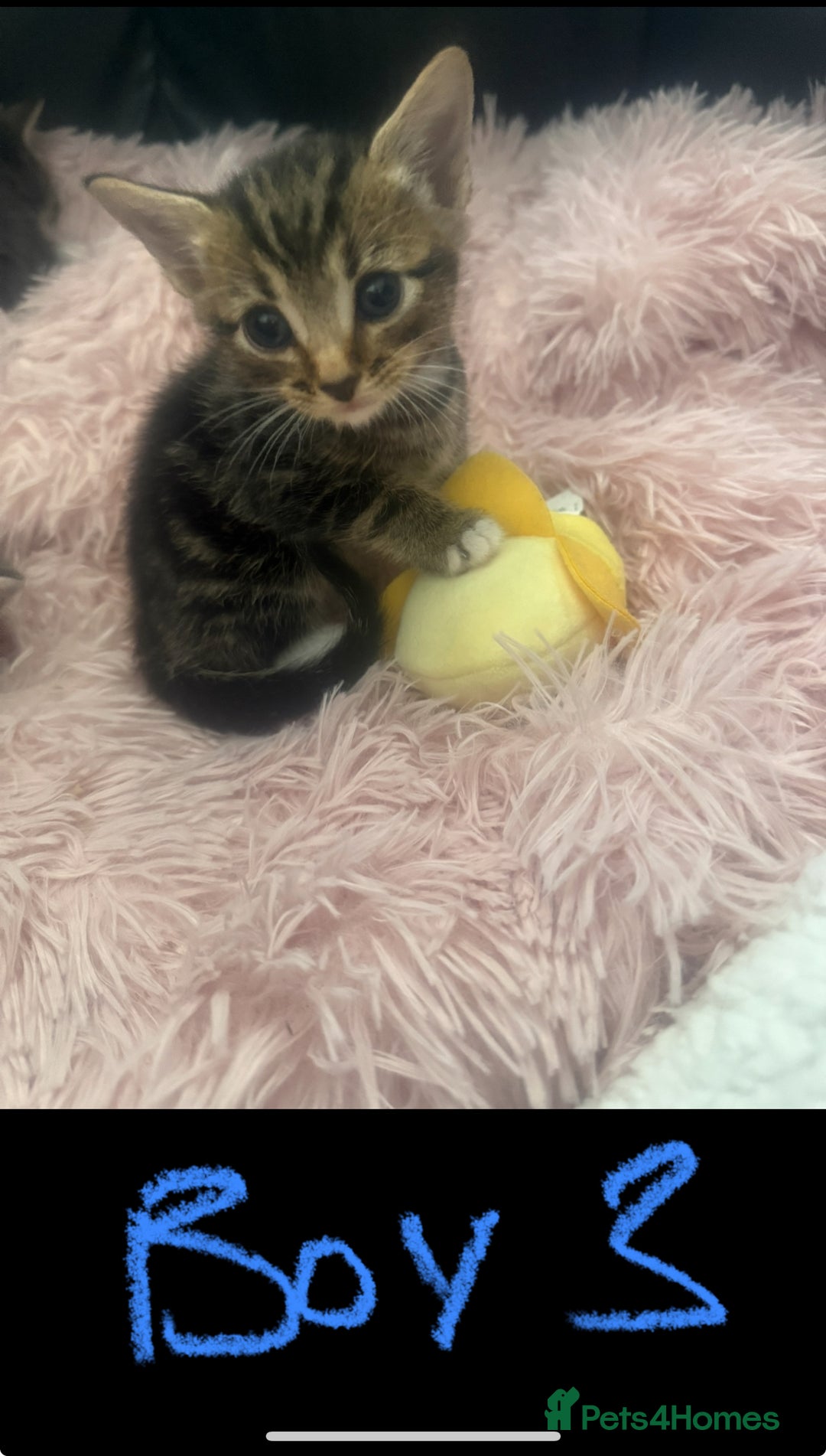 Mixed Breed cats for sale: Tabby and grey kittens  - Image 5